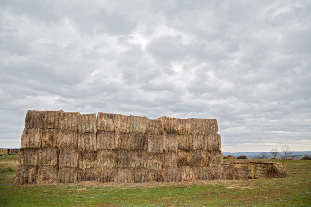 Wheat harvest - Photo, Image