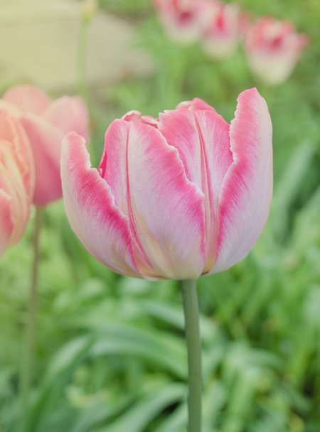 Różowe kwiaty tulipan piękne papuga w ogrodzie - Zdjęcie, obraz