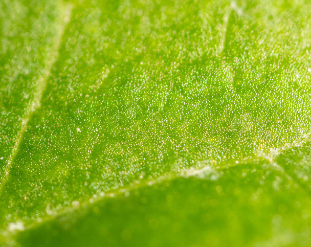 green leaf. Super Macro - Фото, изображение