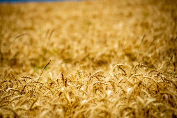 endlose Weizenfelder auf dem Land in Lettland - Foto, Bild