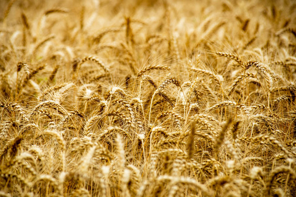 endless fields of wheat crops in latvia countryside - Foto, Bild