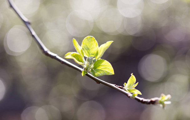 young leaves on the tree in nature - Photo, Image