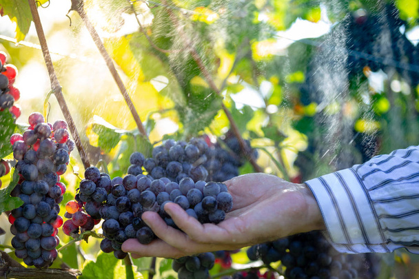 Fermier avec ses raisins rouges pendant la récolte d'automne
 - Photo, image