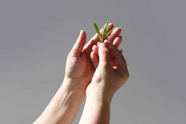 Women's hands hold, guarding, on the palms of a young green plant on a light background, the concept of nature protection - Foto, afbeelding