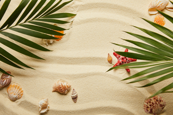 Blick von oben auf grüne Palmenblätter in der Nähe von roten Seesternen und Muscheln am Sandstrand  - Foto, Bild