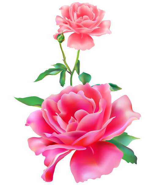 Pink roses isolated on white background - Вектор, зображення