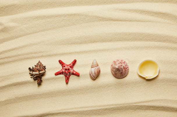 flat lay of seashells and red starfish on sandy beach in summertime  - Zdjęcie, obraz