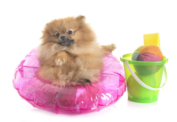 Pomeranian için yapılan tatil - Fotoğraf, Görsel