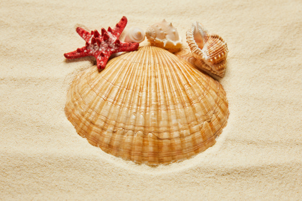 selective focus of seashells near red starfish on beach with golden sand  - Foto, Bild
