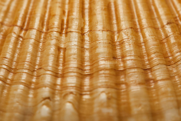 selective focus of natural and textured orange seashell  - Foto, Imagen