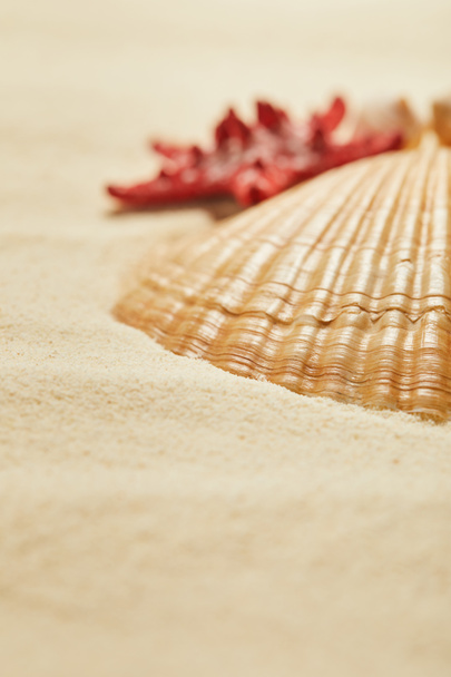 selective focus of orange and textured seashell on beach in summertime  - Valokuva, kuva