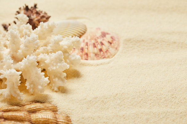 selective focus of white coral near seashells on beach in summertime  - Фото, изображение