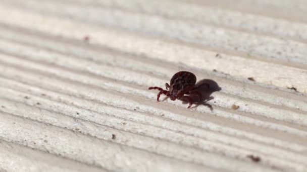 the camera is constantly moving. tick is in focus. he is on a wooden background. sunny day - Footage, Video