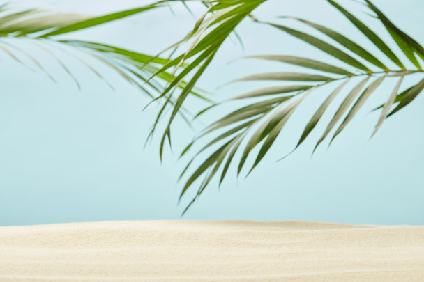 green palm leaves near golden sandy beach on blue - Zdjęcie, obraz