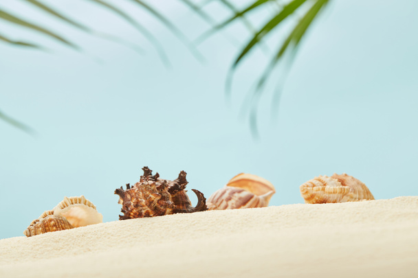 selective focus of seashells on golden sandy beach near green palm leaves on blue - Photo, Image