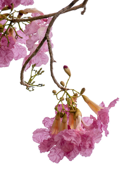 Rózsaszín virág és a fa ág elszigetelt fehér background - Fotó, kép