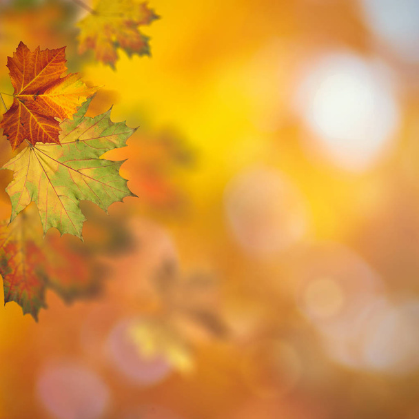 Hermoso fondo estacional con hojas de arce y colores brillantes
    - Foto, imagen