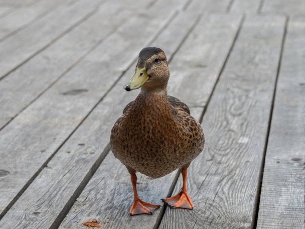 Mallard duck at dock - Photo, Image