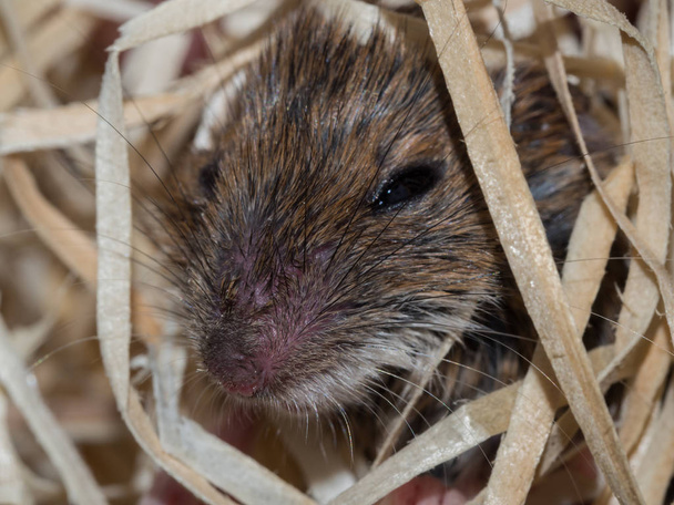 Мышь в деревянной шерсти - Фото, изображение