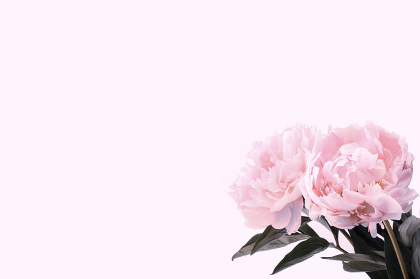 pink peonies on a gentle background - Φωτογραφία, εικόνα