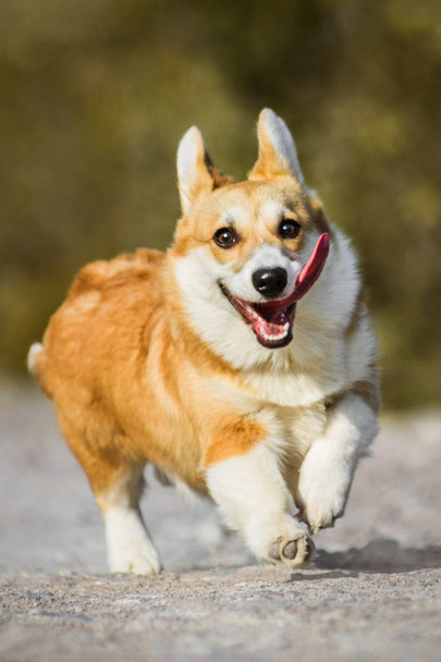 Funny face Welsh Corgi Pembroke dog running with tongue out - Fotó, kép