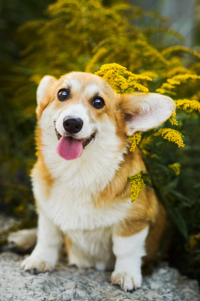 Funny face Welsh Corgi Pembroke puppy sitting in yellow flowers - 写真・画像