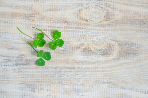 Clover leaf. Happy St. Patrick's Day. Selective focus. - Photo, Image