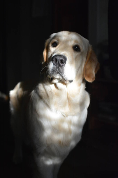 Portrait of a sitting golden retriever sad looking at camera on a black background in sunlight - Foto, afbeelding