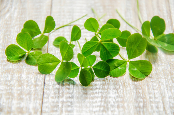 Clover leaf. Happy St. Patrick's Day. Selective focus. - Photo, Image