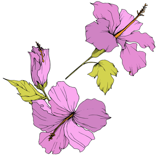 Vector Hibiscus floral botanical flower. Engraved ink art. Isolated hibiscus illustration element on white background. - Vettoriali, immagini