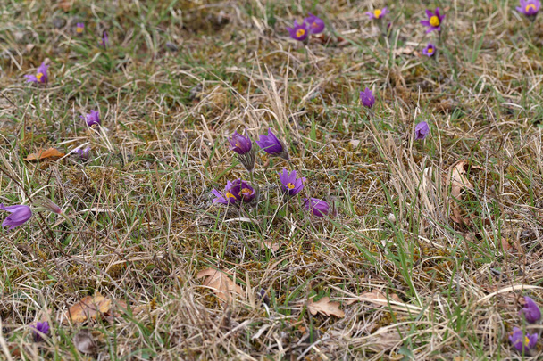 Pulsatilla vulgaris virágos növény, közönséges Pasque virág. - Fotó, kép