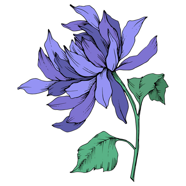 Vector niebieski Chryzantema kwiat kwiatowy botanicznych. Grawerowane atrament sztuki. Element ilustracja kwiat na białym tle. - Wektor, obraz
