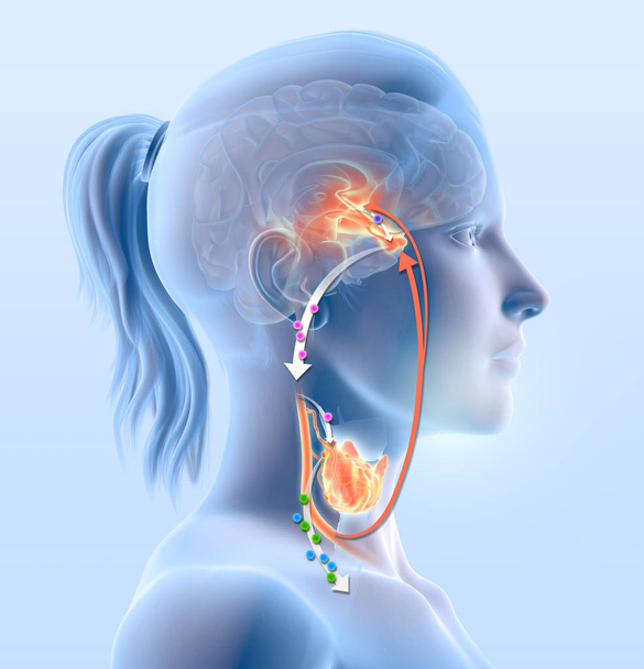     視床下部、脳下垂体前葉、甲状腺ホルモン、副甲状腺と甲状腺を示す甲状腺機能図  - 写真・画像