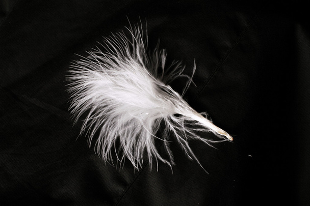 Ostrich feather - Φωτογραφία, εικόνα