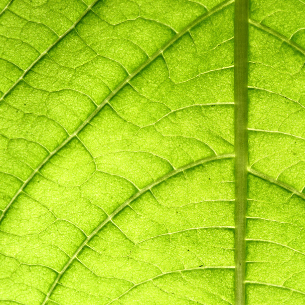 Зеленая листовая вена
 - Фото, изображение
