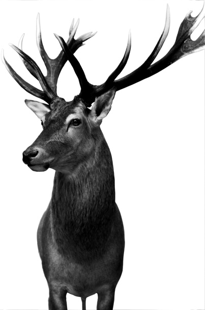 Deer isolated - Zdjęcie, obraz