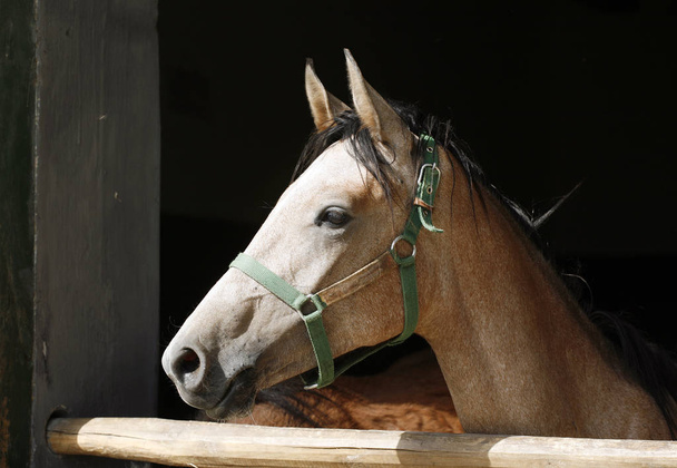 Curioso cavalo de cor cinza posando para câmeras na porta estável
 - Foto, Imagem