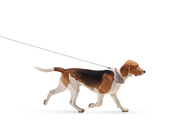 Profile shot of a beagle dog walking on a leash isolated on white background - Zdjęcie, obraz