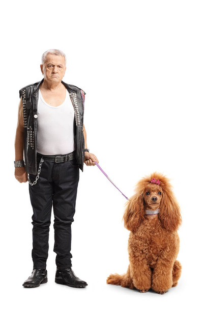 Full length portrait of a mature punker standing with a groomed red poodle dog isolated on white background - 写真・画像