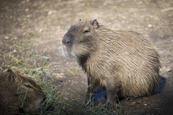 Capibara portresi - Fotoğraf, Görsel