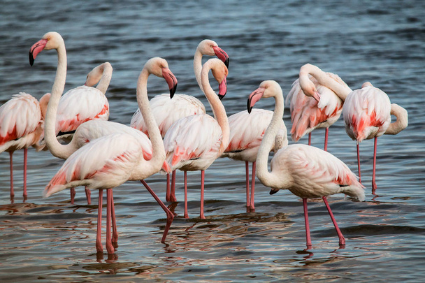 flamingos vagando na água em luz dourada ao pôr-do-sol, salinas, Cabo Oriental África do Sul
 - Foto, Imagem