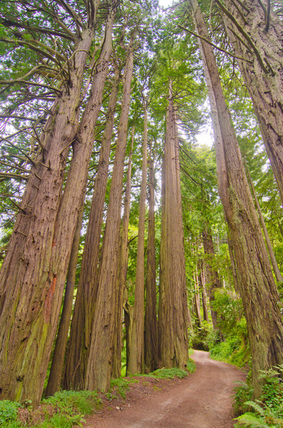 een onverharde weg via een sequoia grove - Foto, afbeelding