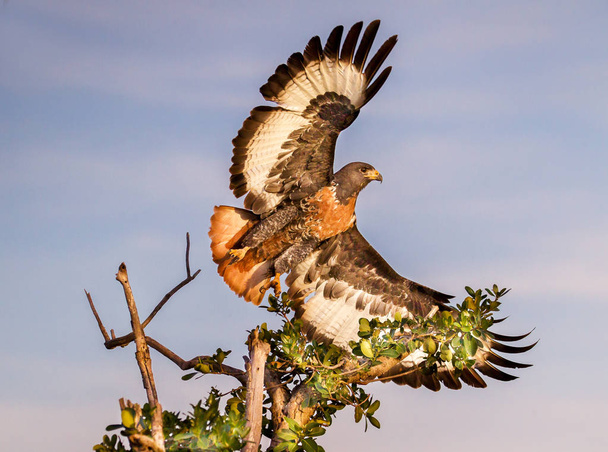 Afrika 'da kuş görünümü yakın  - Fotoğraf, Görsel
