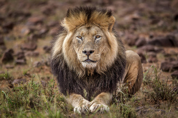  Leão macho africano no auge. África selvagem
 - Foto, Imagem