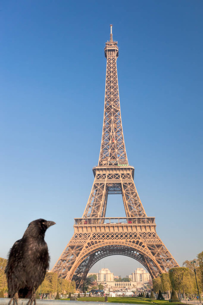 Raven looking at the Eiffel Tower in Paris, France - Photo, Image