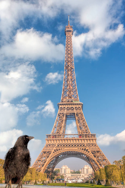 Raven nézi az Eiffel-torony Párizsban, Franciaországban - Fotó, kép