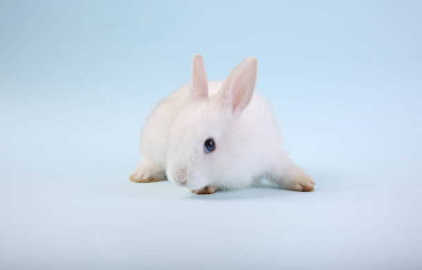 Un simpatico coniglio bianco isolato su sfondo blu
. - Foto, immagini