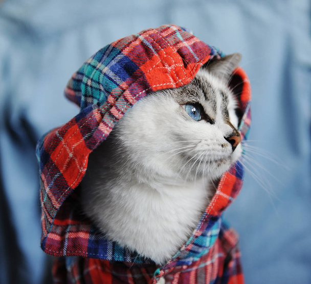 Beyaz tüylü kedi mavi gözlü bir kukuleta ile damalı gömlek giymiş. Profil portre denim zemin üzerine kapatın. Moda - Fotoğraf, Görsel