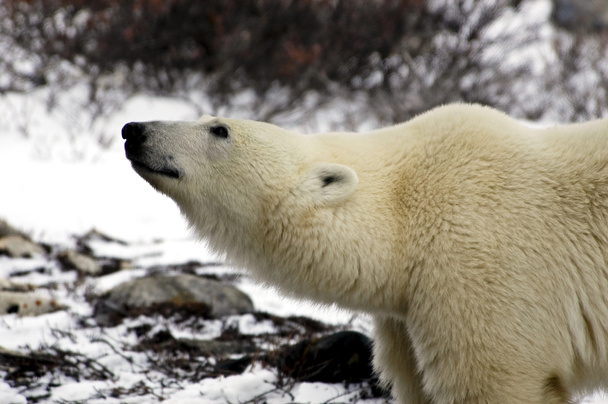 ledních medvědů v Kanadě - Fotografie, Obrázek