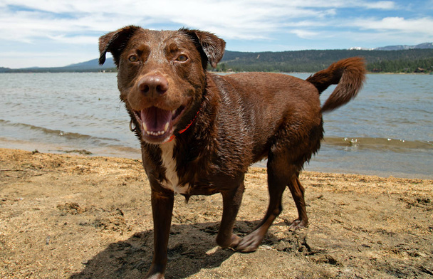 Sorrindo cão de alerta feliz
 - Foto, Imagem
